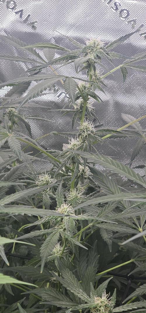 First Grow - DWC. Week 12
