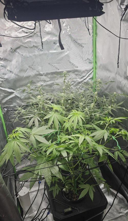First Grow - DWC. Week 11 - spread out the plant to cover space. 