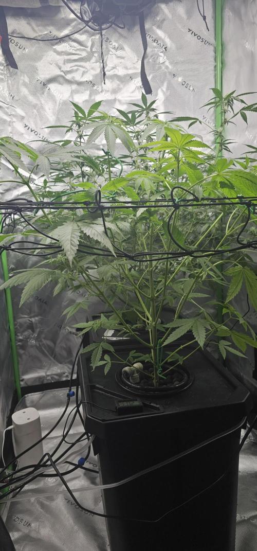 First Grow - DWC. Week 11 - some lst.