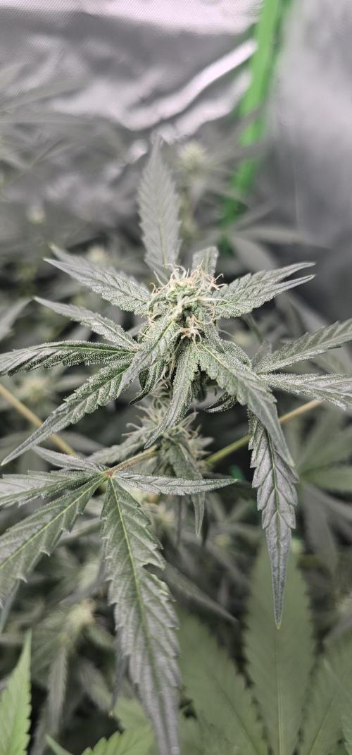 First Grow - DWC