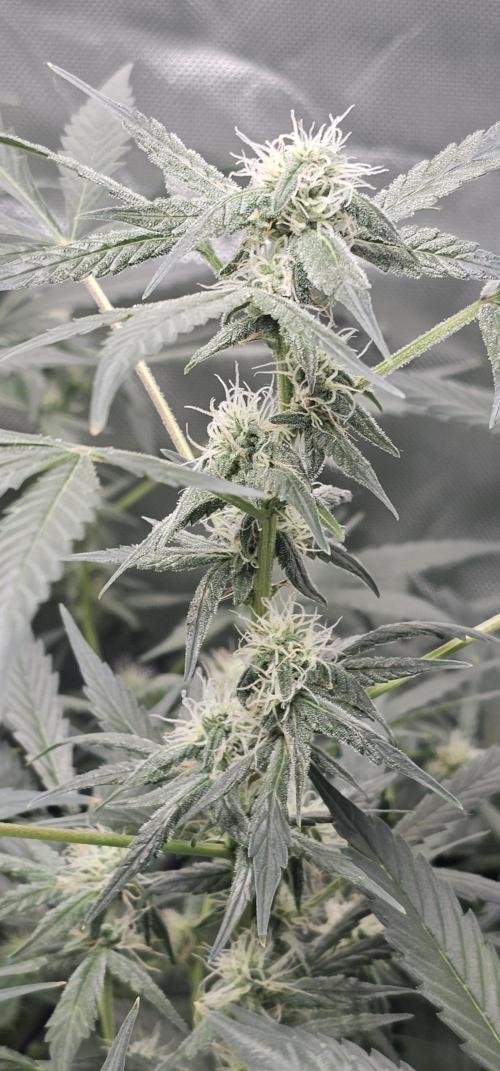 K0KA420