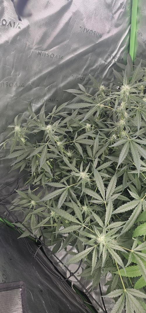 K0KA420