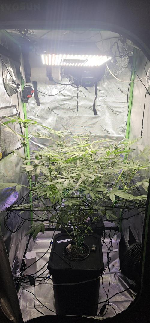 First Grow - DWC. Week 14 - lemon orange just grew in a week 6 inches ! 