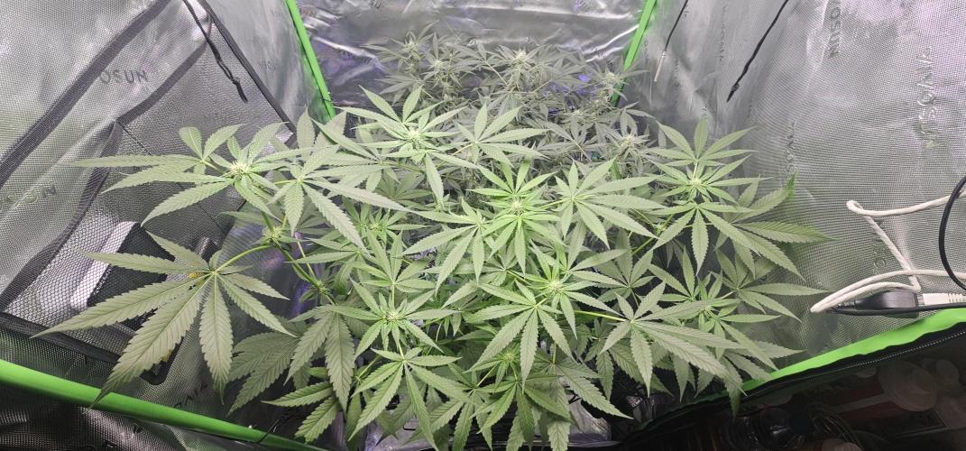 First Grow - DWC. Week 14 - growth difference