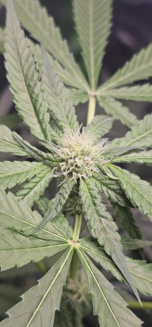 First Grow - DWC. Week 14 - bud on lemon orange