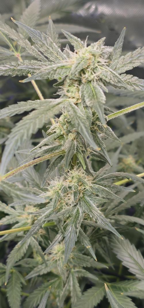First Grow - DWC. Week 14 - bud on kings juice