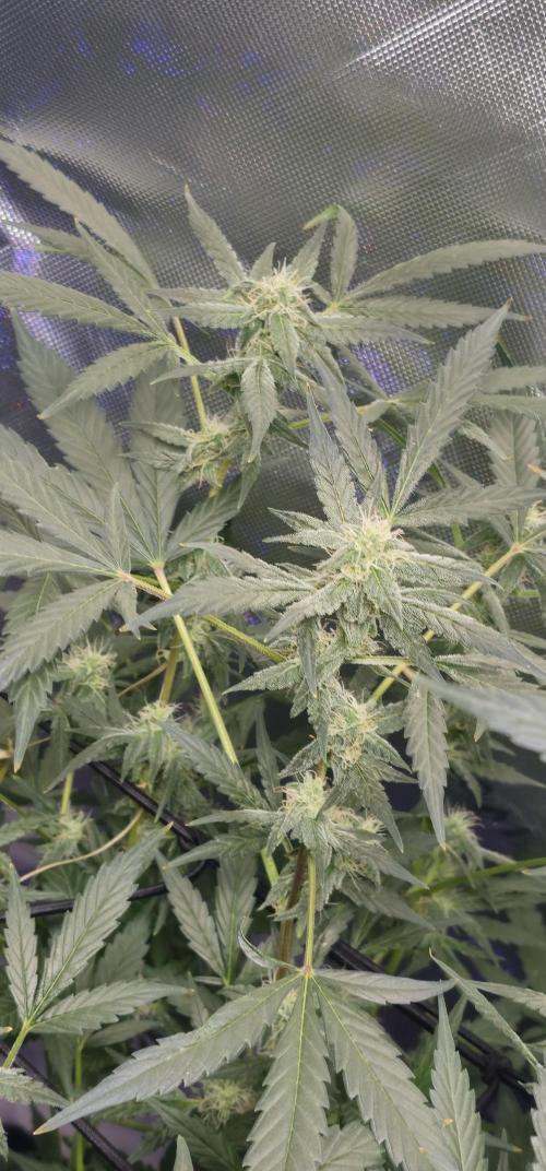 First Grow - DWC. Week 14 - bud on kings juice