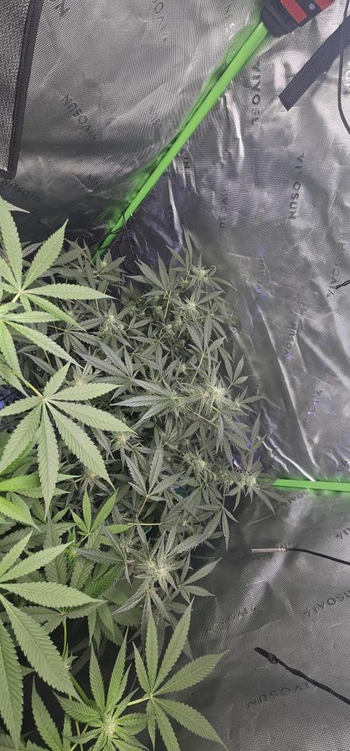 First Grow - DWC. Week 14 - king juice at the back 