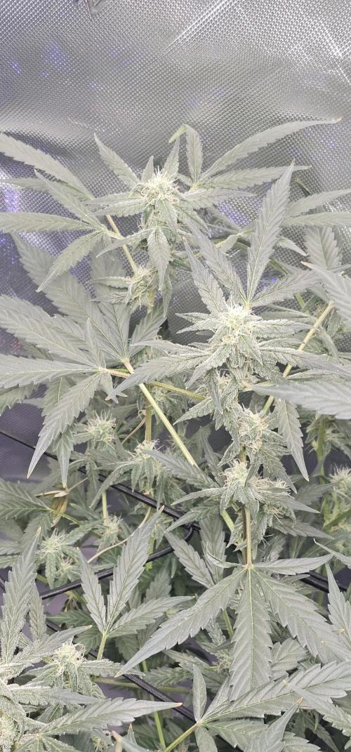 First Grow - DWC. Week 14 - bud on kings juice