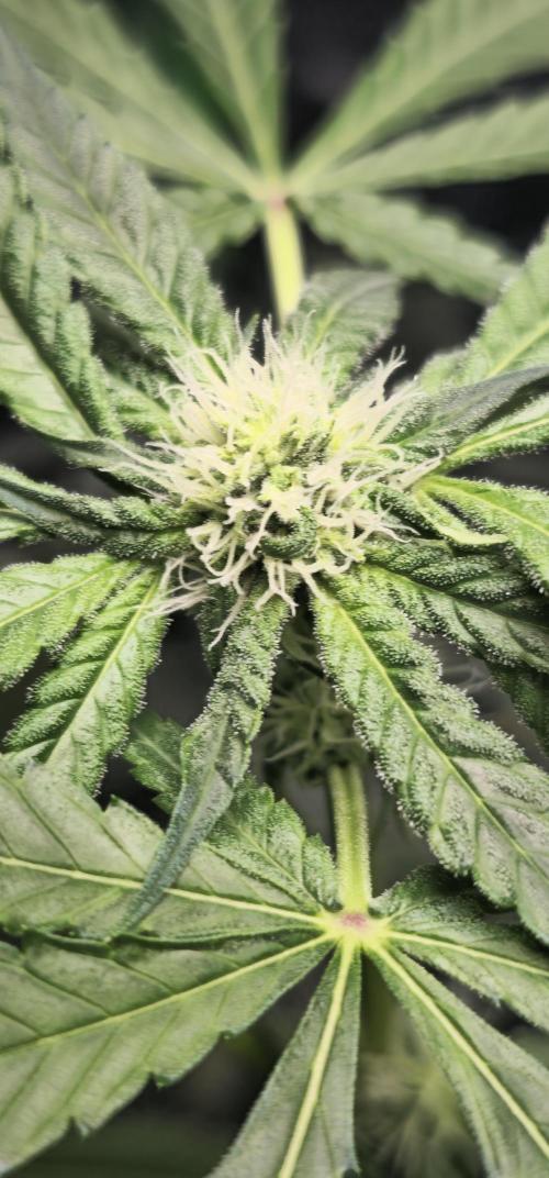 First Grow - DWC. Week 14 - bud on lemon orange 
