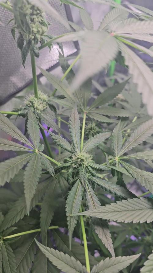 First Grow - DWC