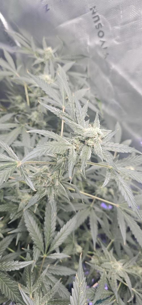 First Grow - DWC. Week 15 - bud kings juice