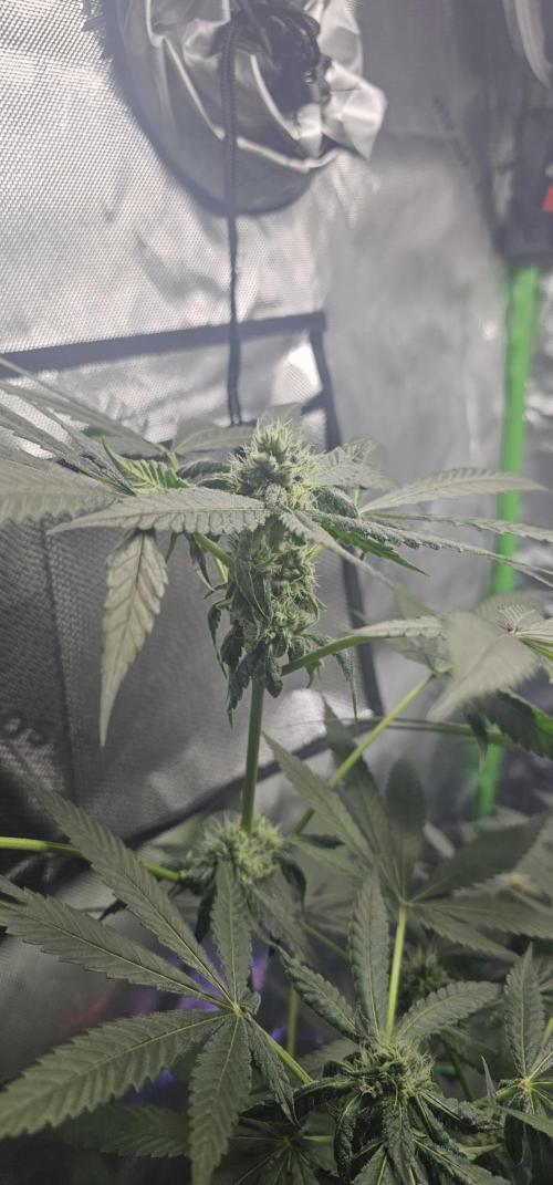 First Grow - DWC. Week 15 - bud lemon orange