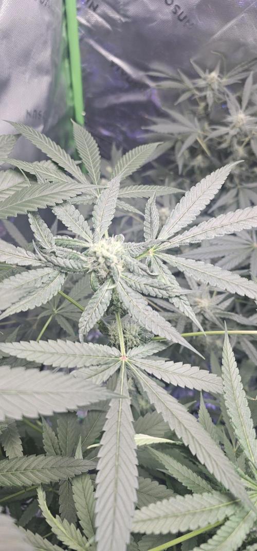 First Grow - DWC. Week 15
