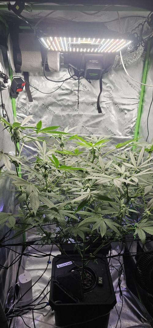 First Grow - DWC. Week 15 - such a giant lemon orange, I cant even access Kings Juice!!!