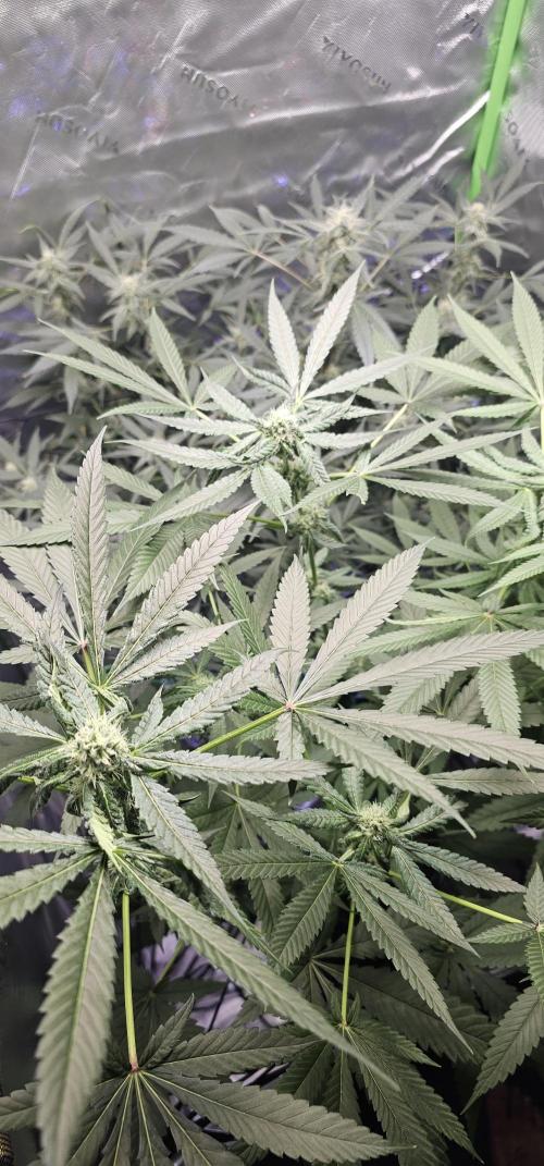 First Grow - DWC. Week 15