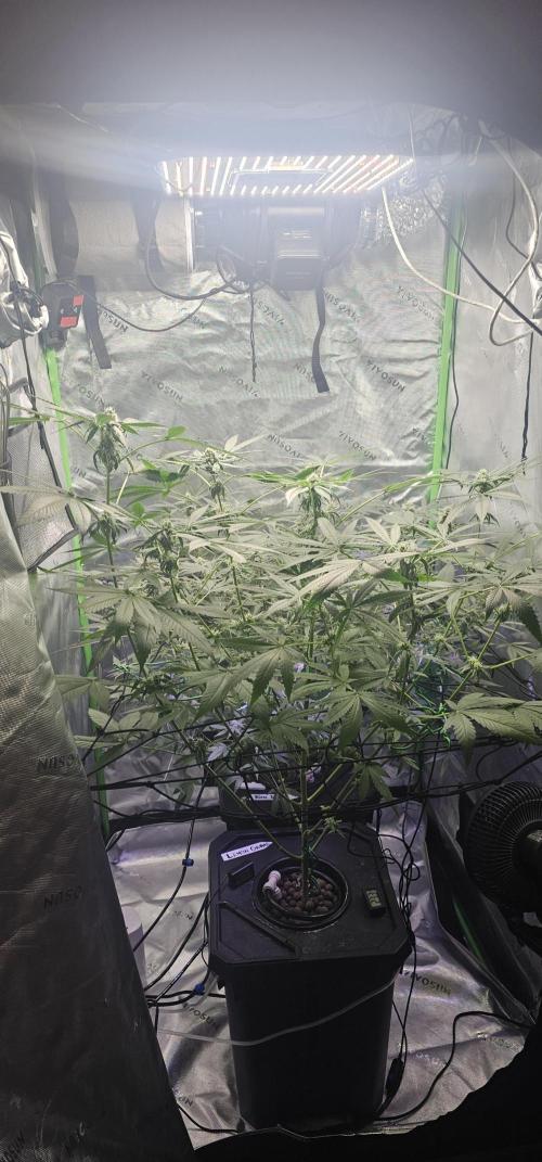 First Grow - DWC. Week 15