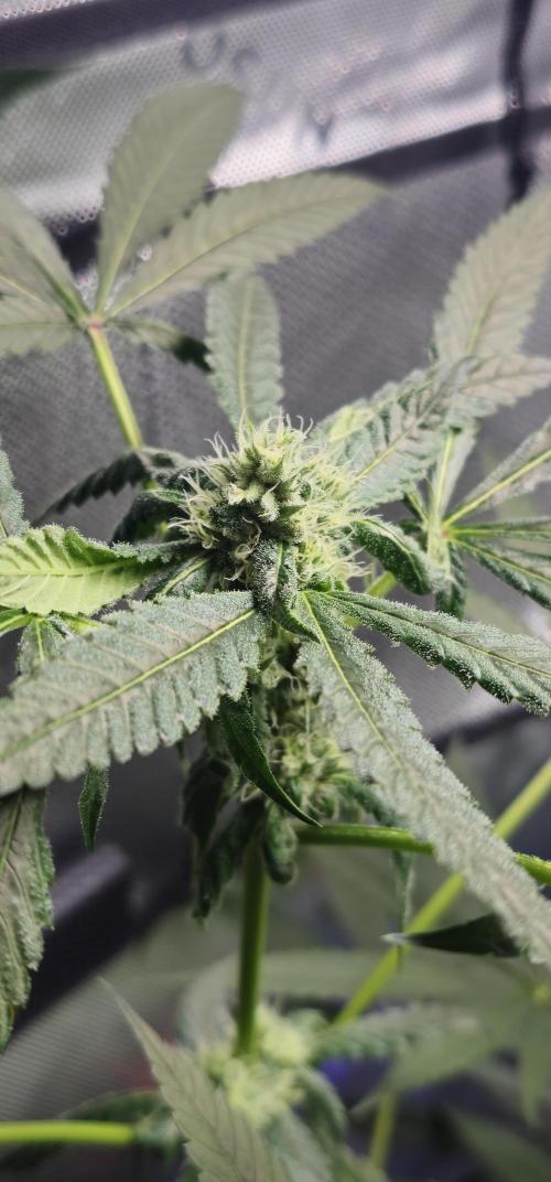 First Grow - DWC. Week 15