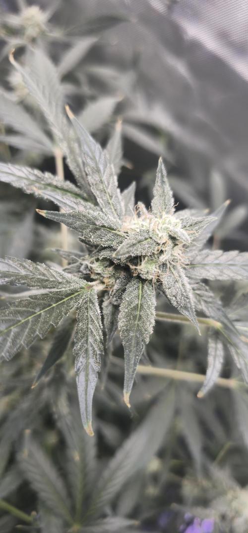 K0KA420