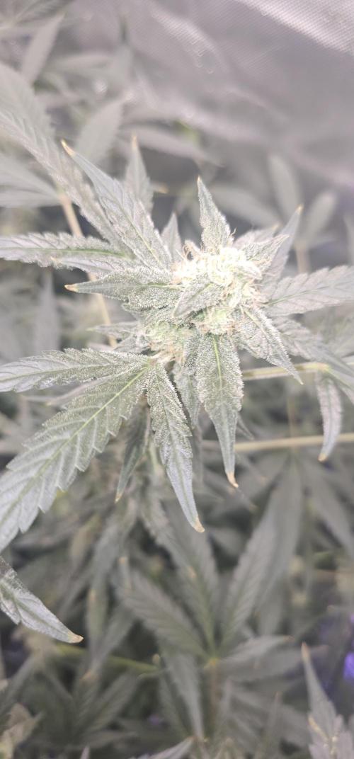 K0KA420
