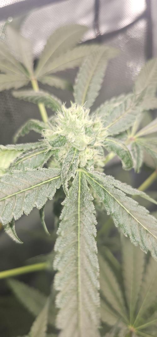 K0KA420