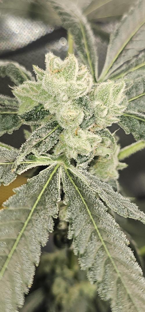 First Grow - DWC. Week 17 - lemon orange