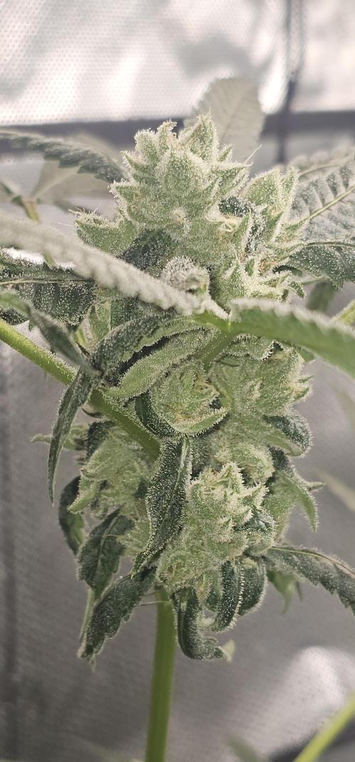 First Grow - DWC. Week 17 - lemon orange