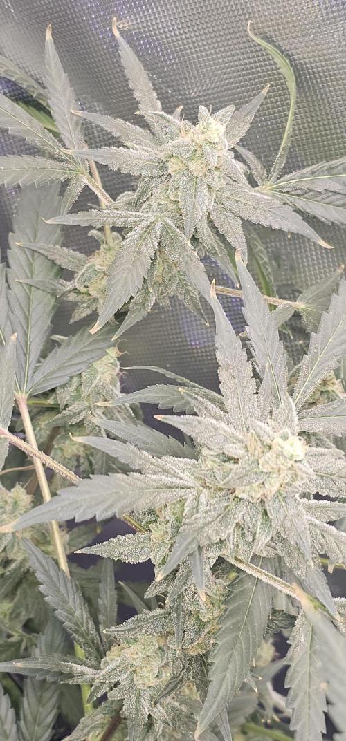 First Grow - DWC. Week 17 - kings juice