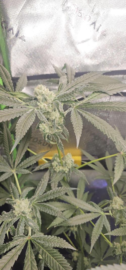 First Grow - DWC. Week 17 - kings juice