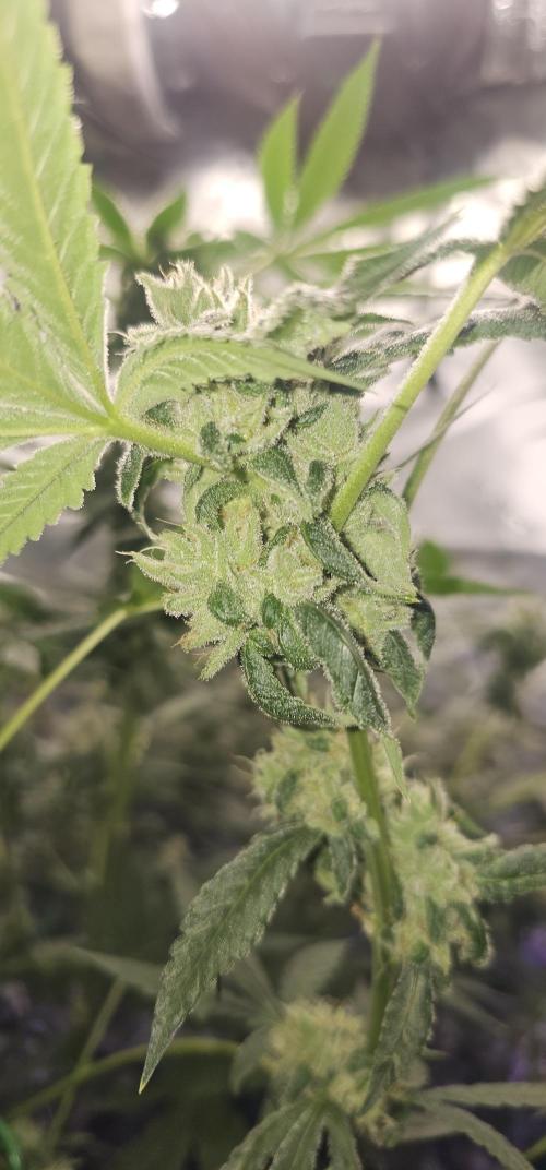 First Grow - DWC. Week 17 - kings juice