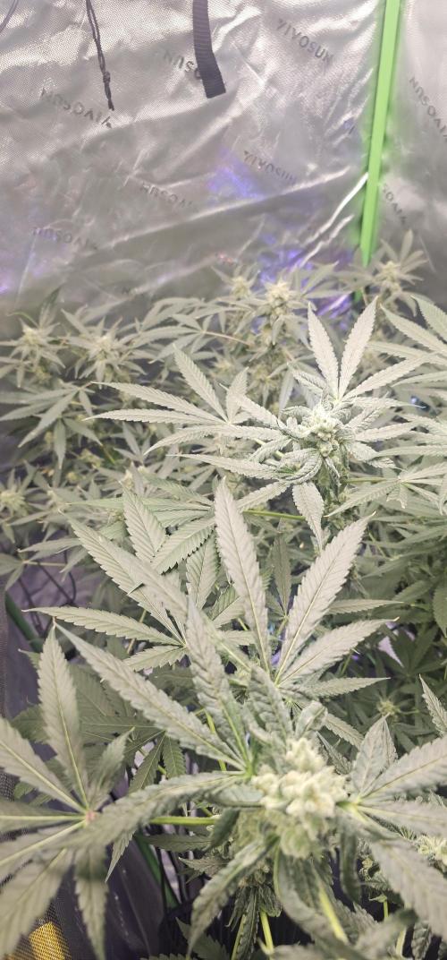 First Grow - DWC. Week 17 - kings juice (back) lemon orange (front)
