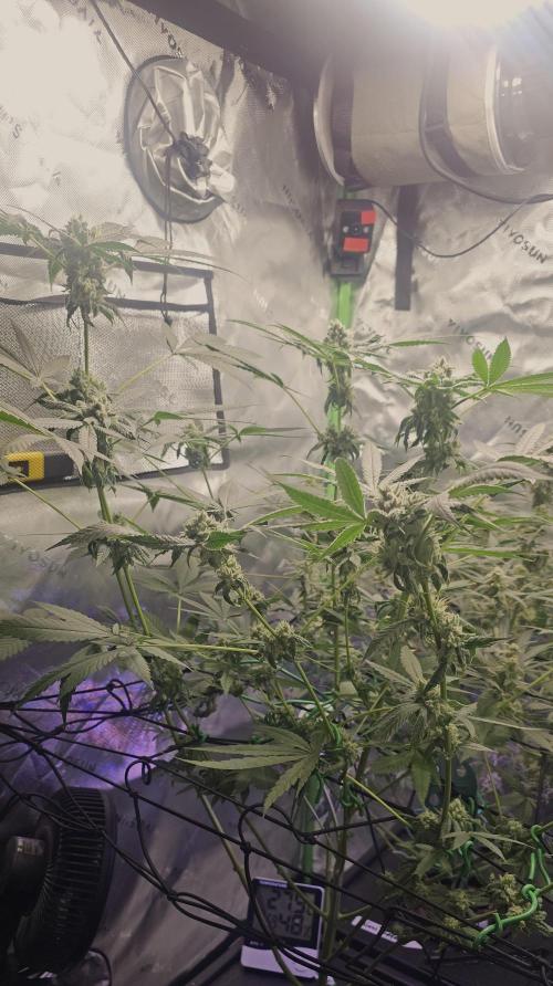First Grow - DWC. Week 17 - lemon orange height