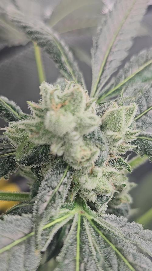 First Grow - DWC