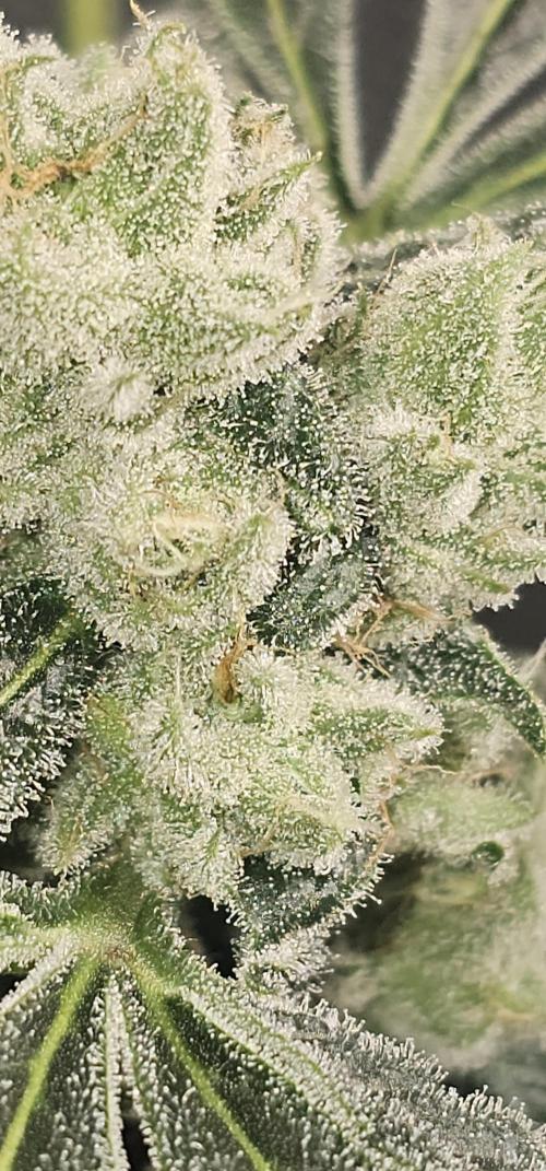 K0KA420