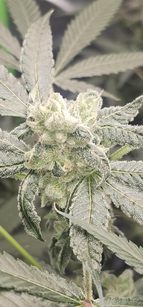 K0KA420