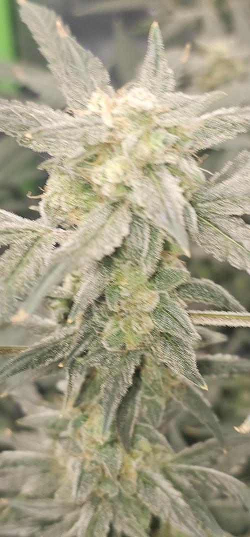 K0KA420