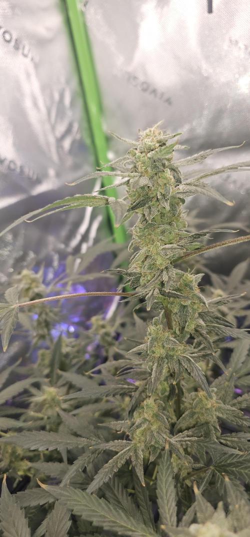K0KA420