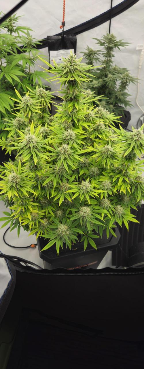 New Barneys DWC Test. Week 15