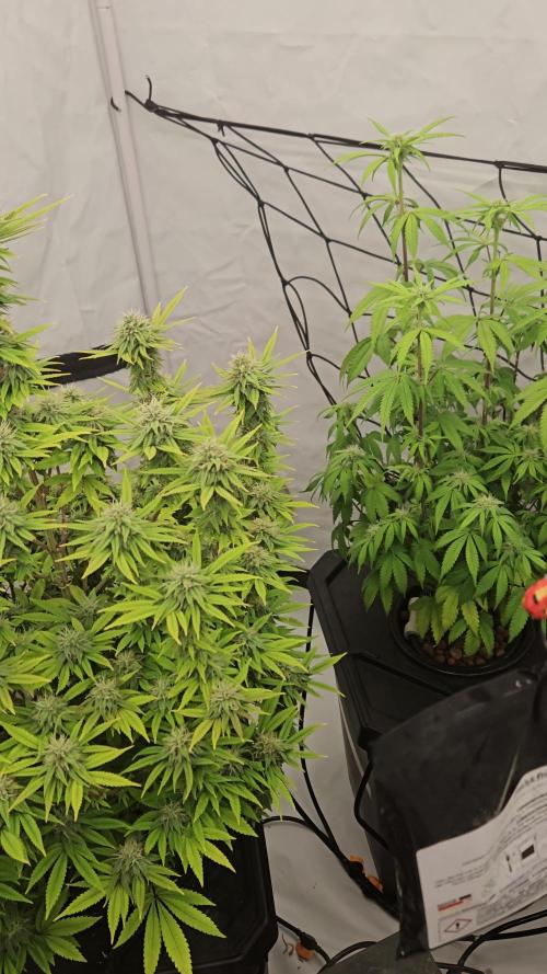 New Barneys DWC Test