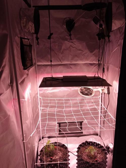 King's Kush Auto, LSD Auto. Week 2