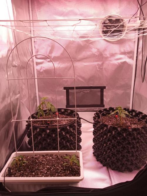 King's Kush Auto, LSD Auto. Week 2