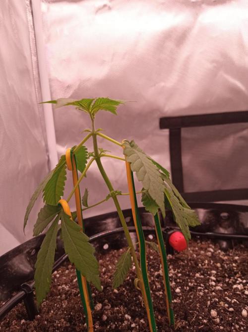 King's Kush Auto, LSD Auto. Week 2