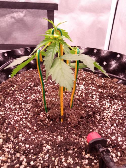 King's Kush Auto, LSD Auto. Week 2