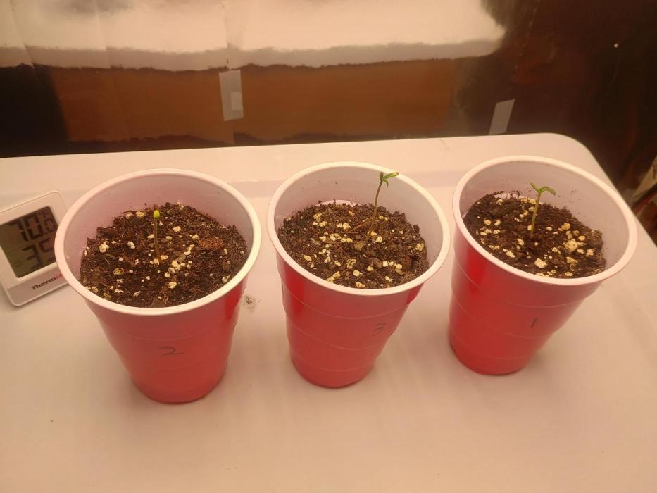 First Time Closet Grow. Week 0 - 1 week after germination