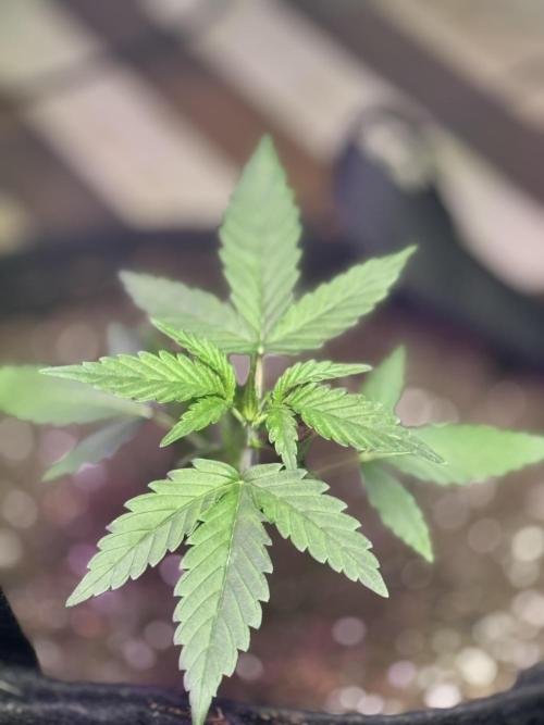 Auto jealousy. Week 2 - La plata se desarrolló muy rápido en el momento solo uso c 21 nutrientes 