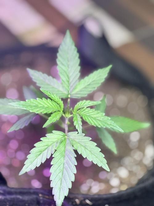 Auto jealousy. Week 2