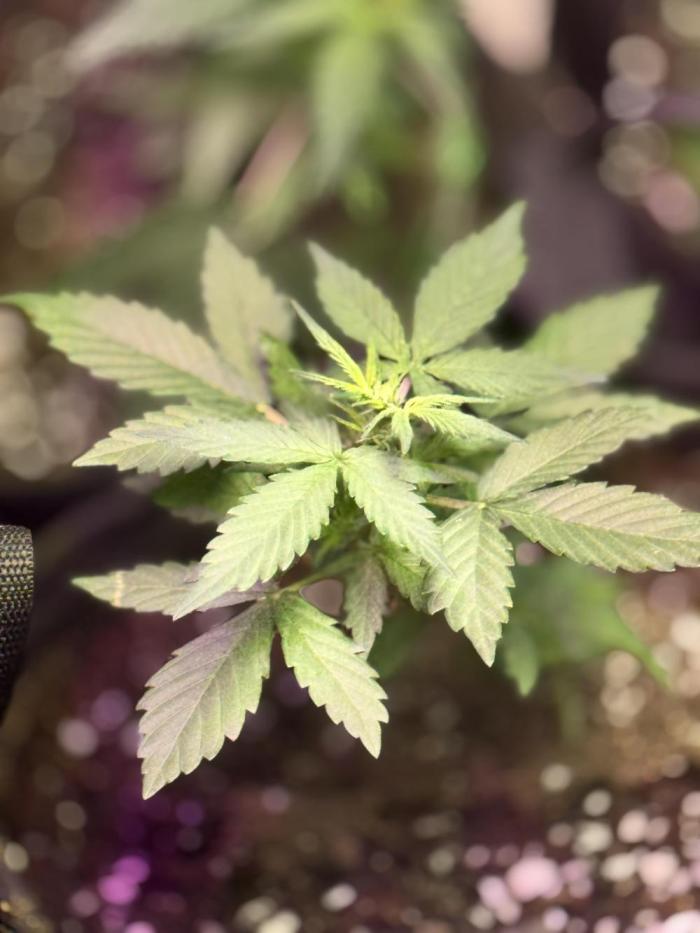 Auto jealousy. Week 3 - Empezaron. Salir más brazos 