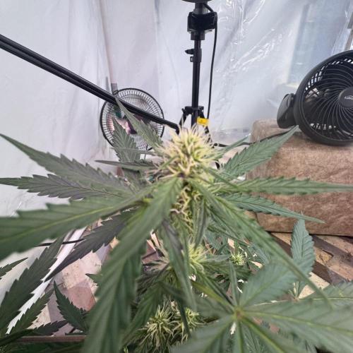 Auto jealousy. Week 4 - El riego lo mantenía constante porque en el lugar donde vivo hace mucho calor 
