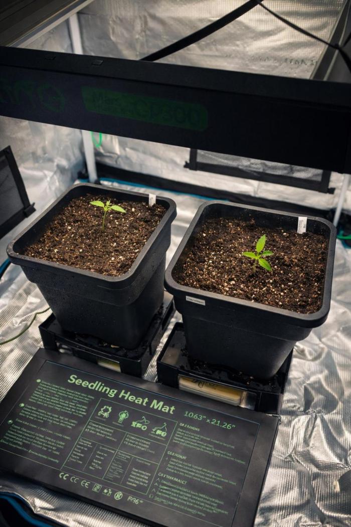 wintergrow. Week 2 - Manchmal muss man ehrlich sein:
Zu lange in kleinen Töpfen = Wachstum gebremst.