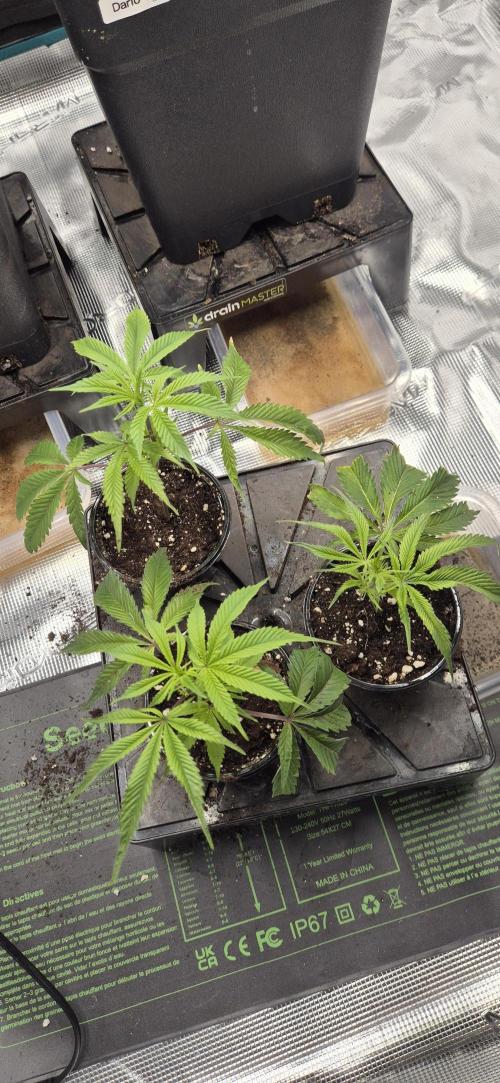 wintergrow. Week 3